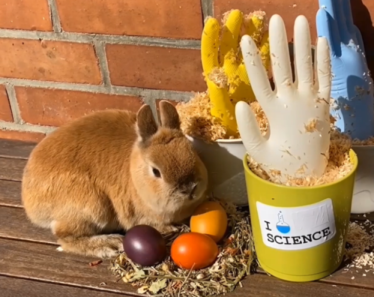 Osterhase neben einem Experiment mit Handschuh.