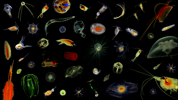 Kcb Plankton Diversity