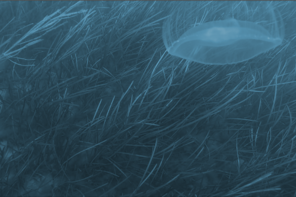 2025 KCF_BlueCarbon_Seagrass_600x400