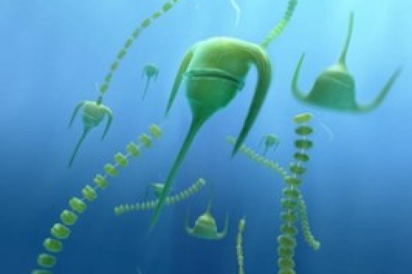 Symbolbild_Plankton