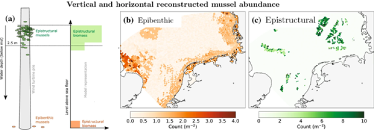 Grafik_BlueMussle_abundance