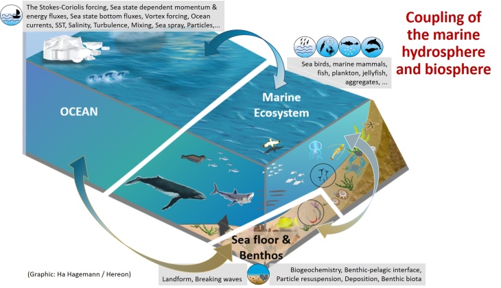 Gcoast P3 Ocean Marineecosystem Seafloor