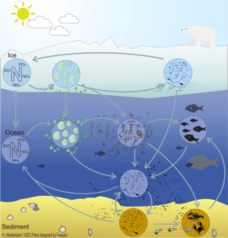 Grafik_ECOSMO_ICE_Weidemann_Hereon