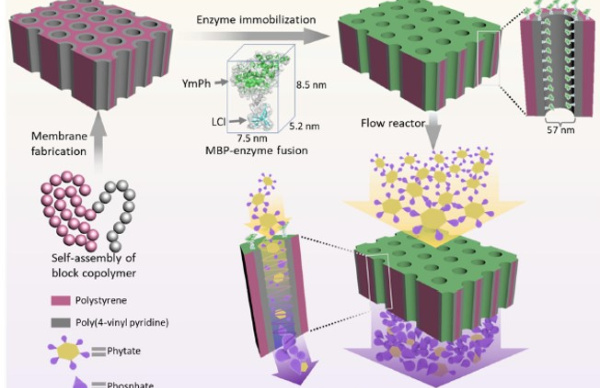 Graphical abstract_Zhang_Nature Comm. Apr. 2024_600x388.jpg