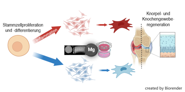MB graph abstract OAMag D