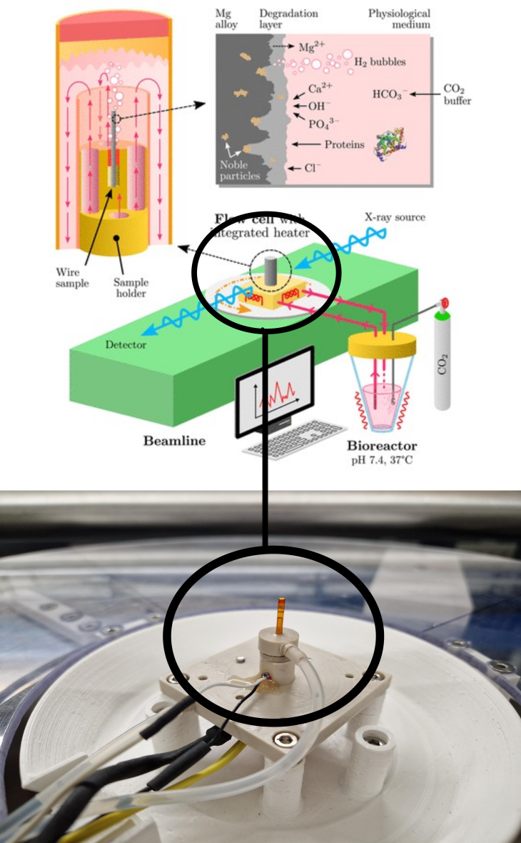 Biorektor undDeg Zelle