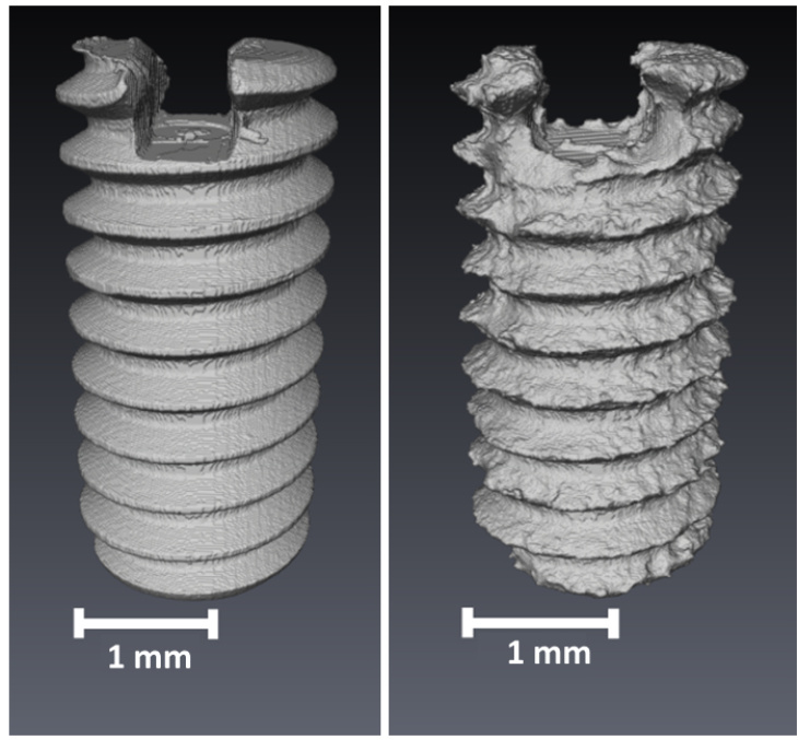 Links ist die Schraube vor dem Abbauversuch zu sehen. Rechts im Bild dieselbe Schraube nach 56 Tagen in-vitro ohne die Degradationsprodukte. Deutlich zu sehen ist hier der Abbau durch die Korrosion. Die Oberfläche hat sich verändert. Foto: Krüger et. al 2021 Schrauben im Vergleich