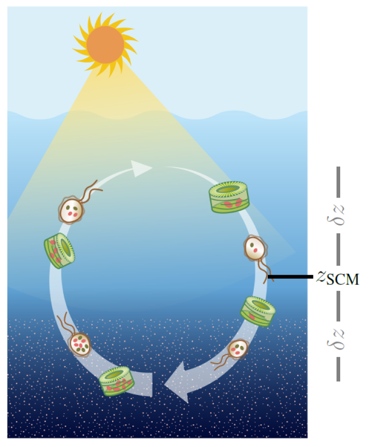 Cycle of phytoplankton migration. Grafik: Wirtz, M. et al. (2022) Cycle of phytoplankton migration. Grafik: Wirtz, M. et al. (2022)