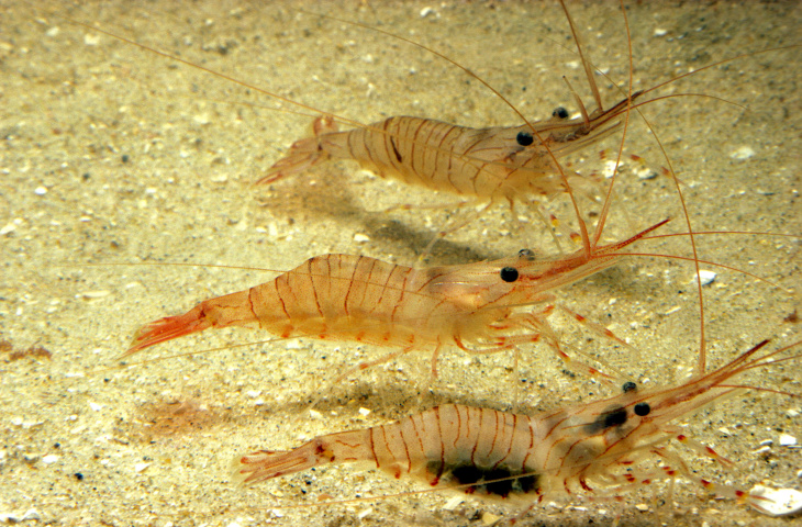 Shrimps are caught by using tawls that are dragged across the seabed. Credit: iStock