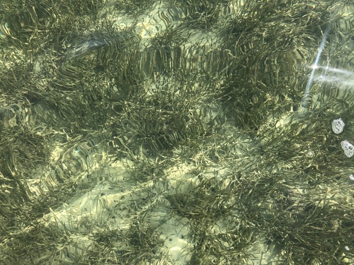 Seagrass, pictured here in Florida, could be an option for CO2 storage. Credit: Hereon/Bryce van Dam