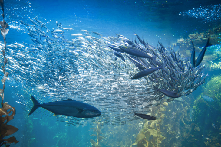 Die Beziehungen zwischen Räubern und ihrer Beute im Meer sind aufgrund der riesigen Artenvielfalt sehr komplex und schwer zu erfassen. Quelle: Hereon/iStock