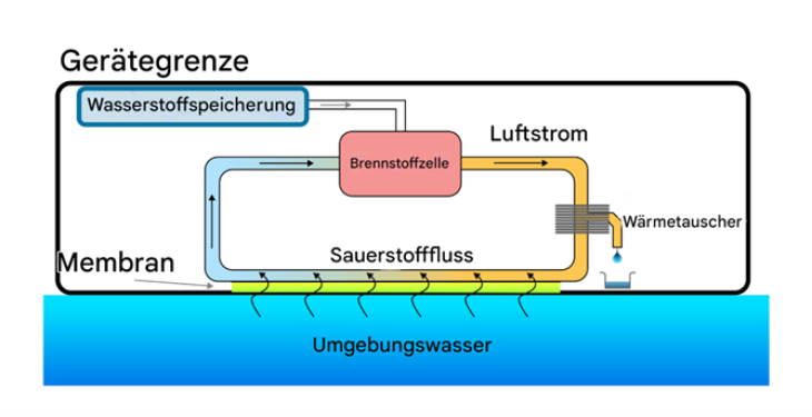 Schematische Darstellung des Stromversorgungssystems: Die Brennstoffzelle sowie der zirkulierende Luftstrom befinden sich in einem Druckbehälter. Die Membran, d. h. die künstliche Kieme, befindet sich an der Schnittstelle zwischen dem Gerät und dem Wasser und lässt Sauerstoff durch, der in den zirkulierenden Luftstrom gelangt und von der Brennstoffzelle verbraucht wird. Der Wasserstoff wird der Brennstoffzelle aus einem Metallhydridbehälter zugeführt. Ein passiver Wärmetauscher trocknet den Gasstrom ausreichend, um eine Kondensation des erzeugten Wasserdampfes zu verhindern. Quelle: Hereon/Lucas Merckelbach/Prokopios Georgopanos