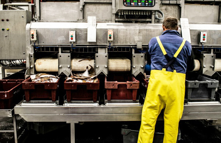 Fisch Setcard Paul-einerhand Via Unsplash