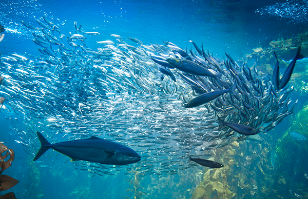 Die Beziehungen zwischen Räubern und ihrer Beute im Meer sind aufgrund der riesigen Artenvielfalt sehr komplex und schwer zu erfassen. Quelle: Hereon/iStock