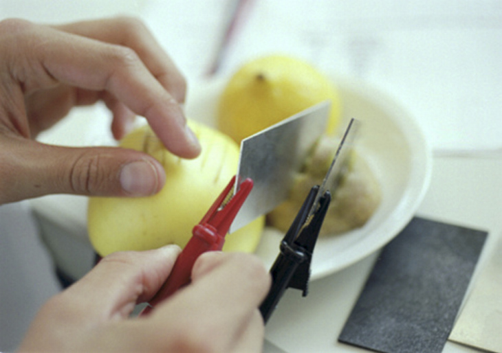 Kartoffel Schülerlabor