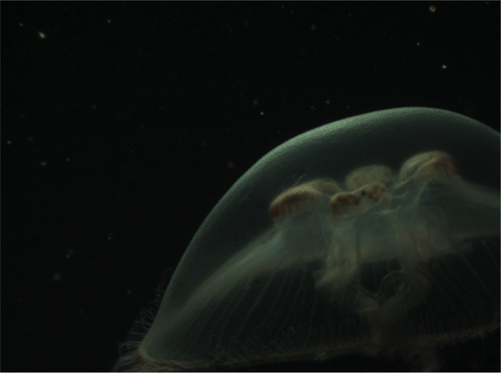 Beispielbilder von Planktonorganismen (Hydromedusae), die mit einem Video-Plankton-Rekorder (Seascan Inc.) aufgenommen wurden.  <i>-Bild: Klas Ove Möller/Hereon-</i> Fig4_2.png