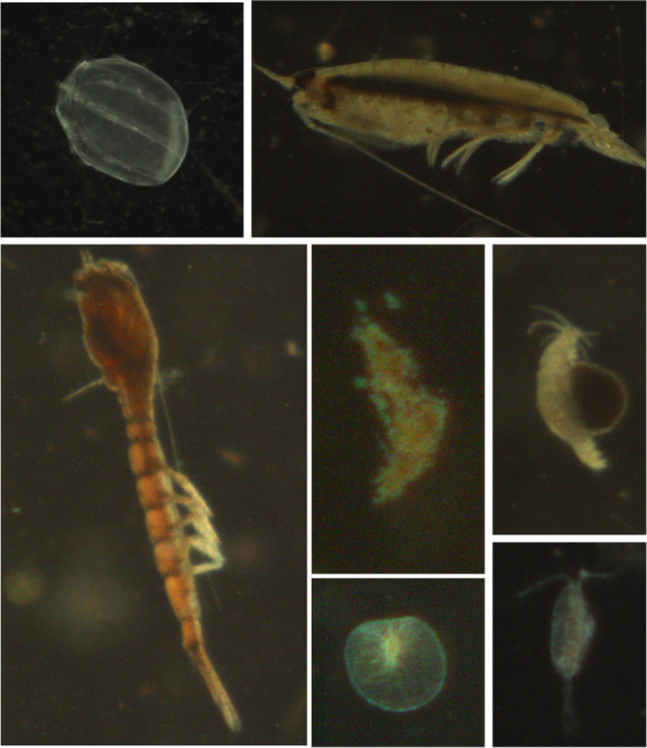 Marine snow and plankton organisms sampled with the underwater observatory in the North Sea. <i>-Image: Klas Ove Möller/ Hereon-</i> Fig4_1.png
