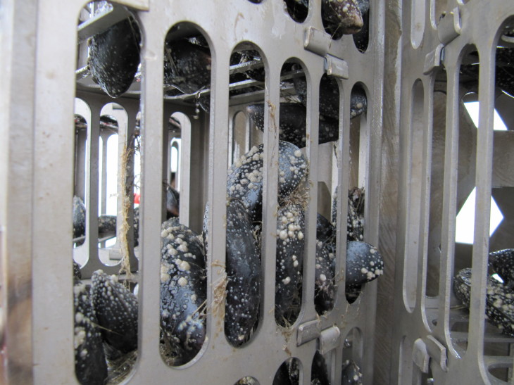 2012.15 Cuxhaven 122.jpg